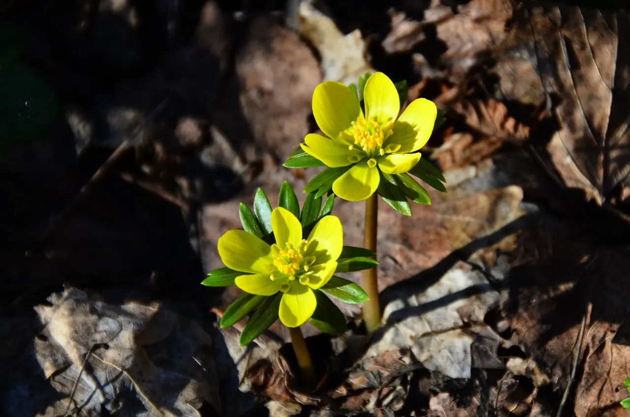Winter Aconite (Eranthis Hyemalis) — which makes it ideal for planting at the front of borders or for naturalizing in woodland garden settings