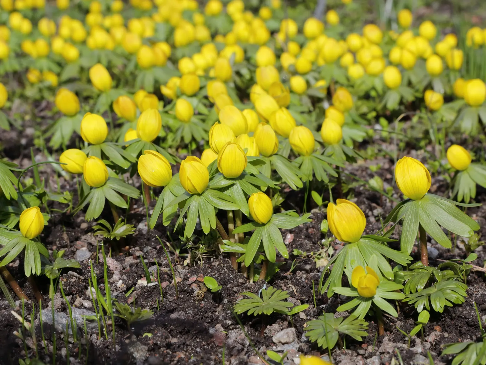 Winter Aconite (Eranthis Hyemalis) — bulbs should be spaced 3 inches apart to create a carpet of color; winter Aconite (Eranthis hyemalis) is a, image 109
