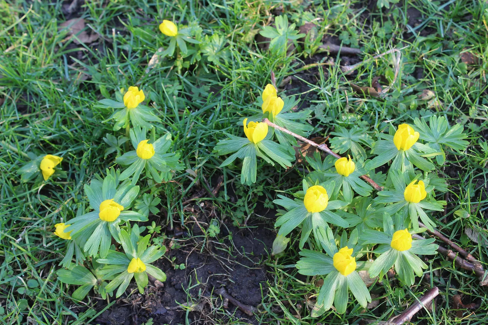 Winter Aconite (Eranthis Hyemalis) — Typically emerging in late winter to early spring; eranthis hyemalis is an excellent addition to a landscape, image 95