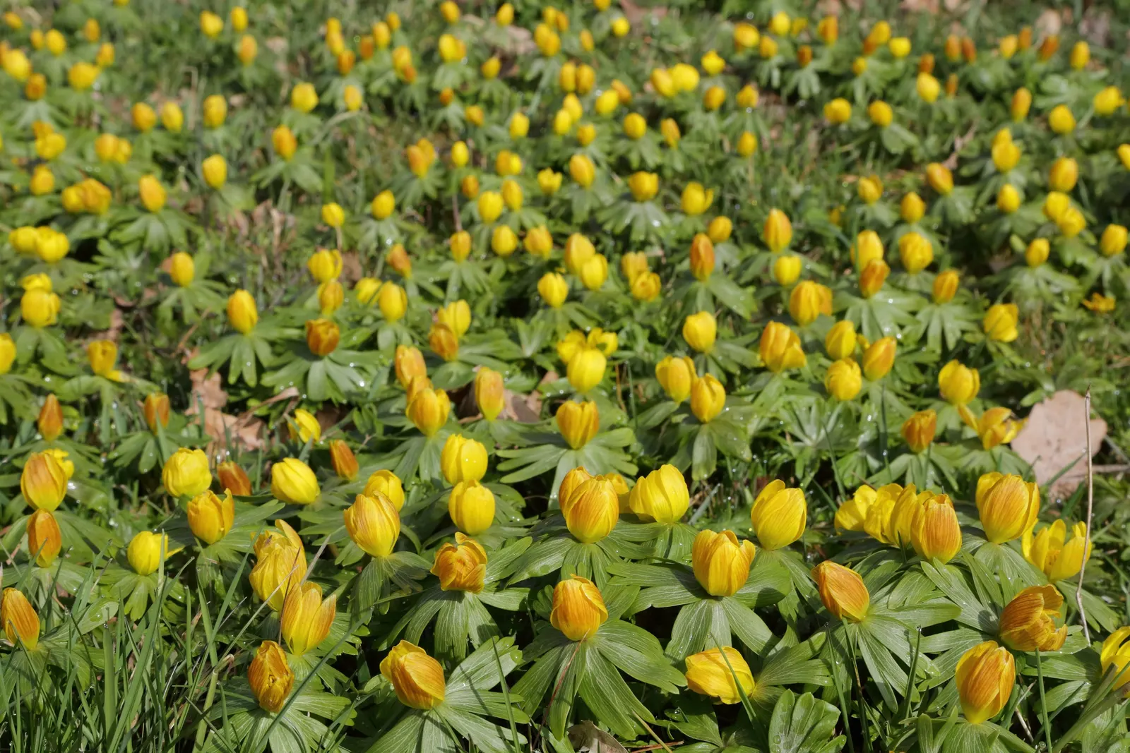 Winter Aconite (Eranthis Hyemalis) — Eranthis hyemalis, commonly known as Winter Aconite, heralds spring with its vibrant yellow blooms; typically, image 88