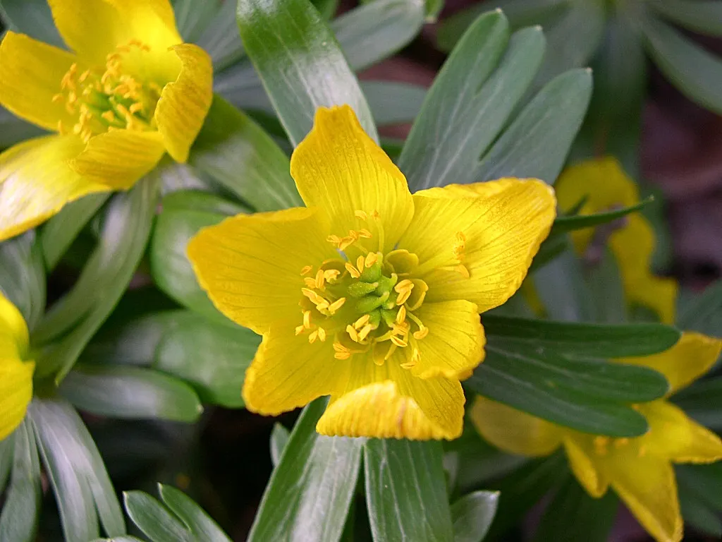 Winter Aconite (Eranthis Hyemalis) — providing early pollen for bees and enhancing biodiversity in the garden; yellow flowers in the garden, image 112