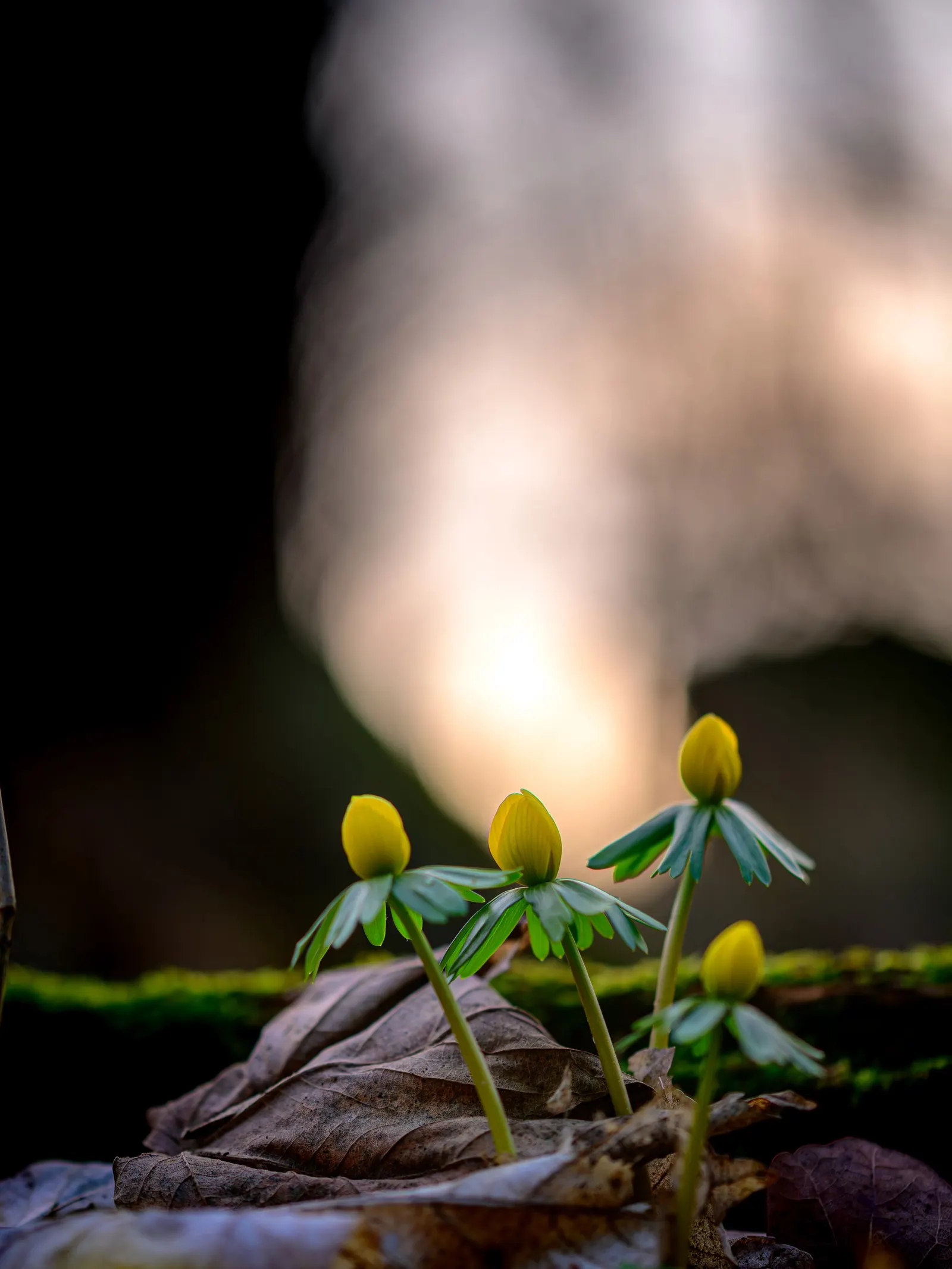Winter Aconite (Eranthis Hyemalis) — It thrives in USDA hardiness zones 4 through 9, preferring partial shade and well-drained soil; preferring, image 61
