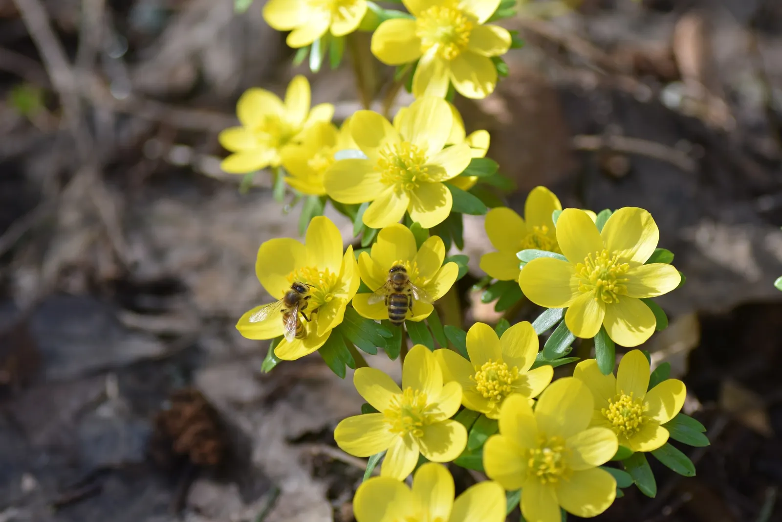 Winter Aconite (Eranthis Hyemalis) — with dark green leaves that develop fully after the flowers have started to wane; bulbs should be spaced 3 inches apart to