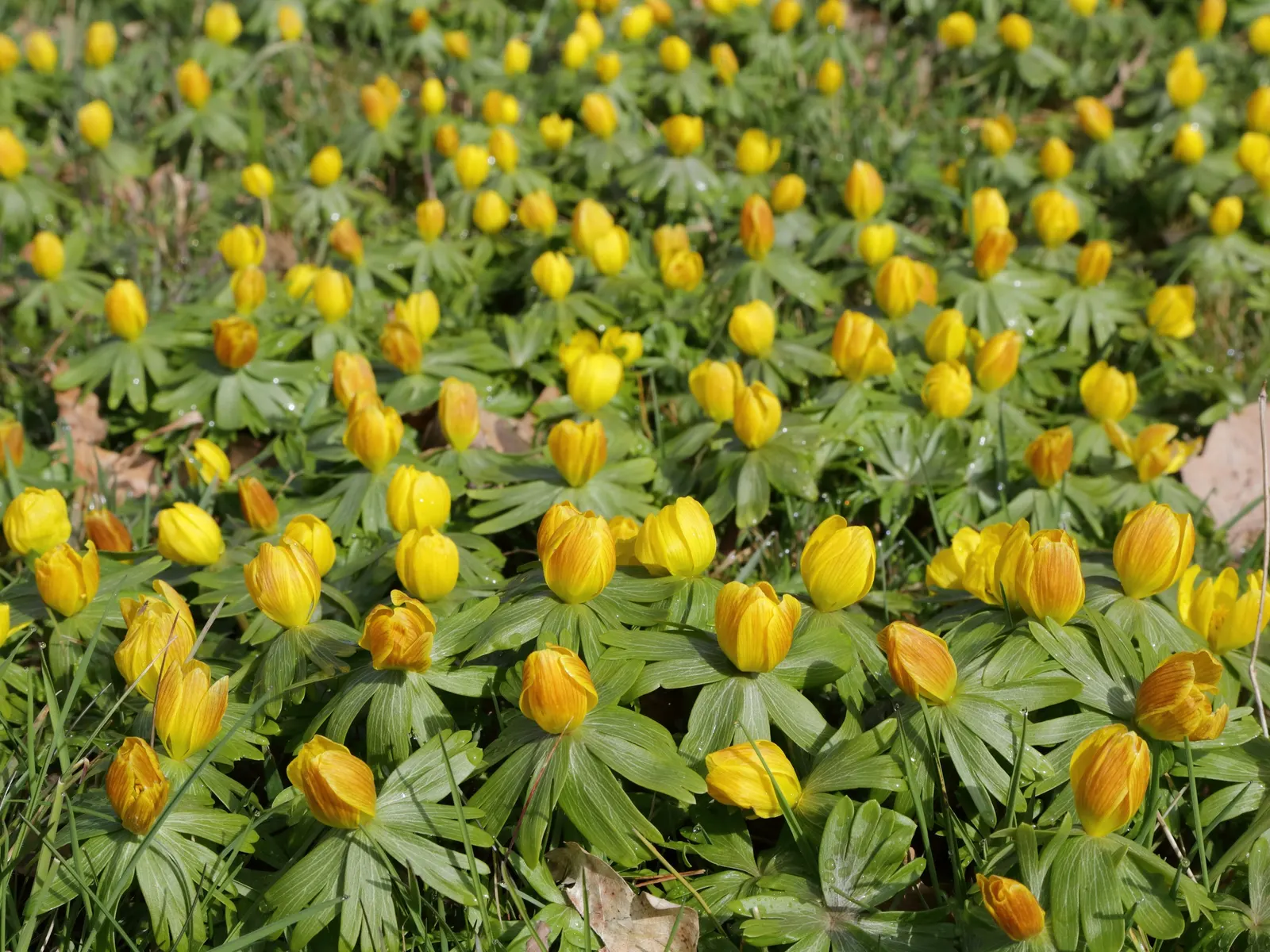 Winter Aconite (Eranthis Hyemalis) — It is a superb choice for underplanting deciduous trees and shrubs; offering a burst of color before the, image 78