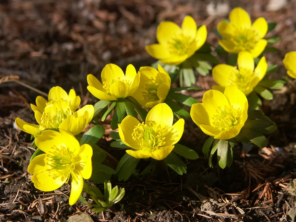 Winter Aconite (Eranthis Hyemalis) — Eranthis hyemalis is an excellent addition to a landscape; it is a superb choice for underplanting deciduous, image 111