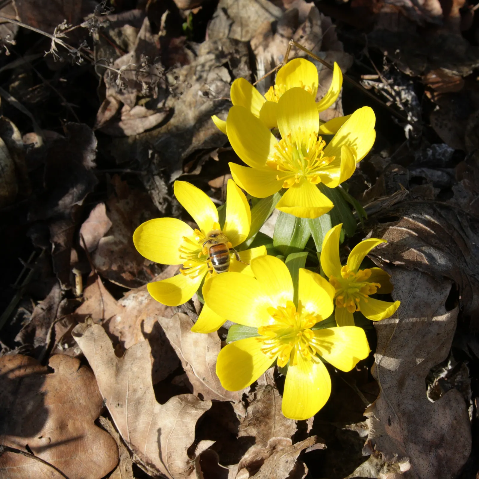 Winter Aconite (Eranthis Hyemalis) — with dark green leaves that develop fully after the flowers have started to wane; bulbs should be spaced 3, image 103