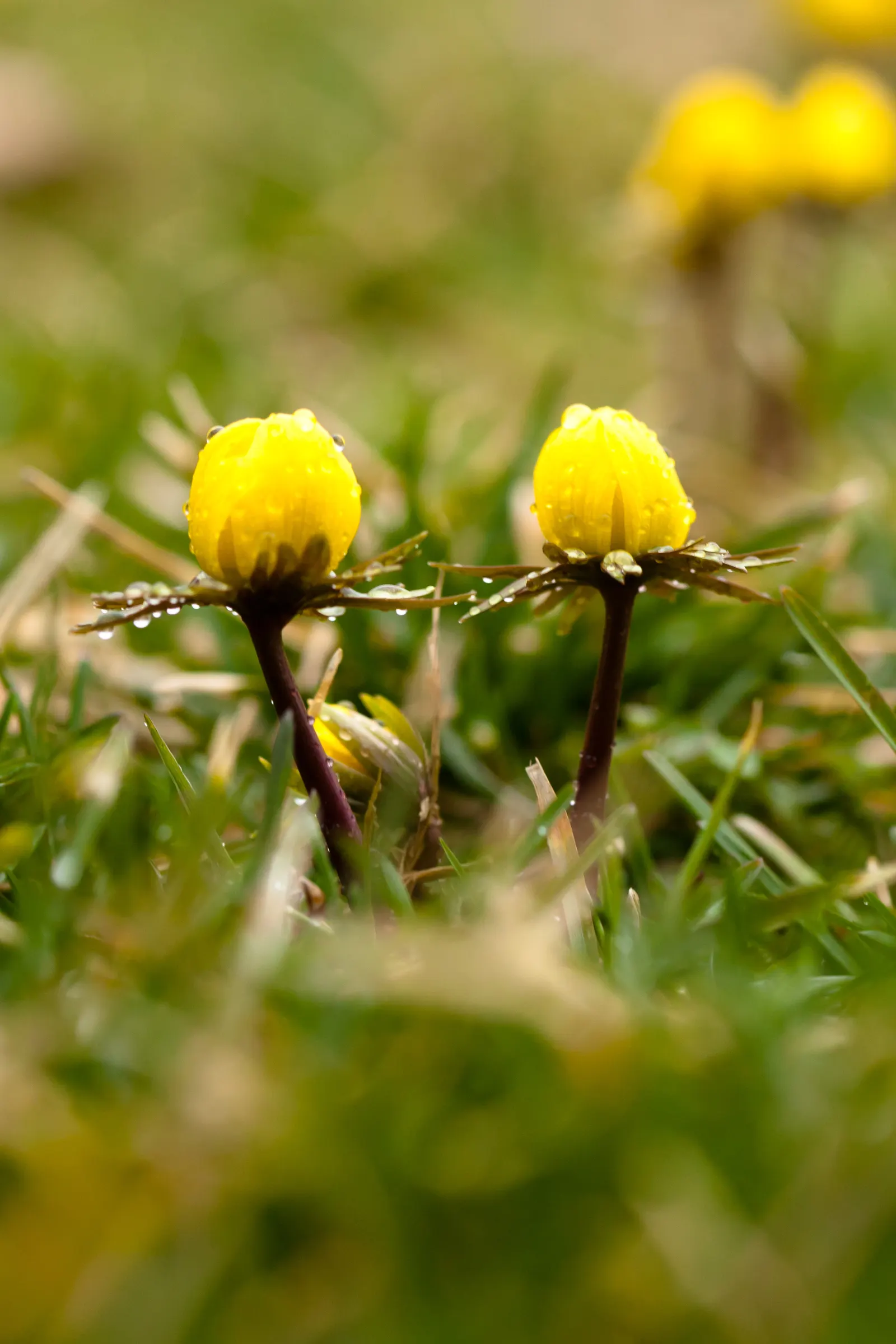 Winter Aconite (Eranthis Hyemalis) — yellow flowers in the garden
