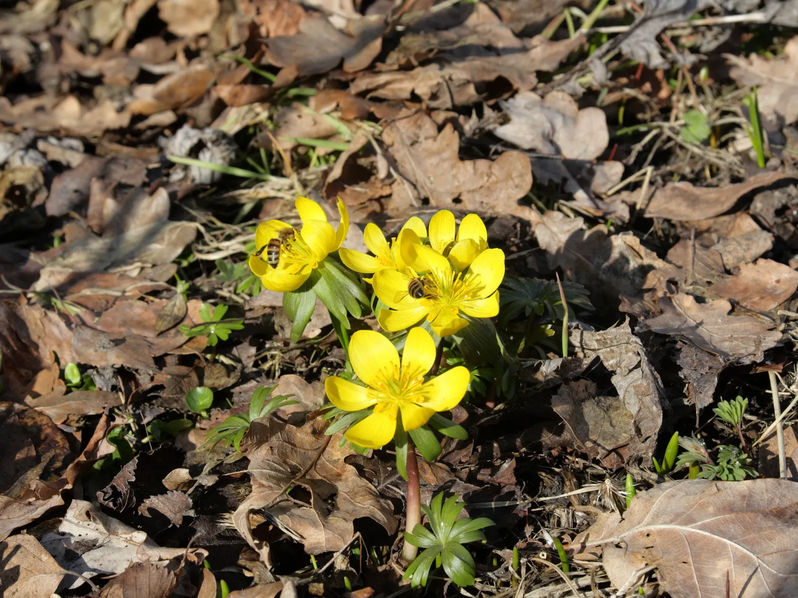 Winter Aconite (Eranthis Hyemalis) — although it tolerates sunnier spots if the soil remains moist; which makes it ideal for planting at the front, image 106