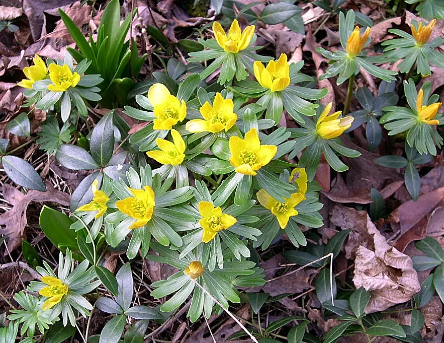 Winter Aconite (Eranthis Hyemalis) — perennial with yellow blooms; although it tolerates sunnier spots if the soil remains moist, image 115