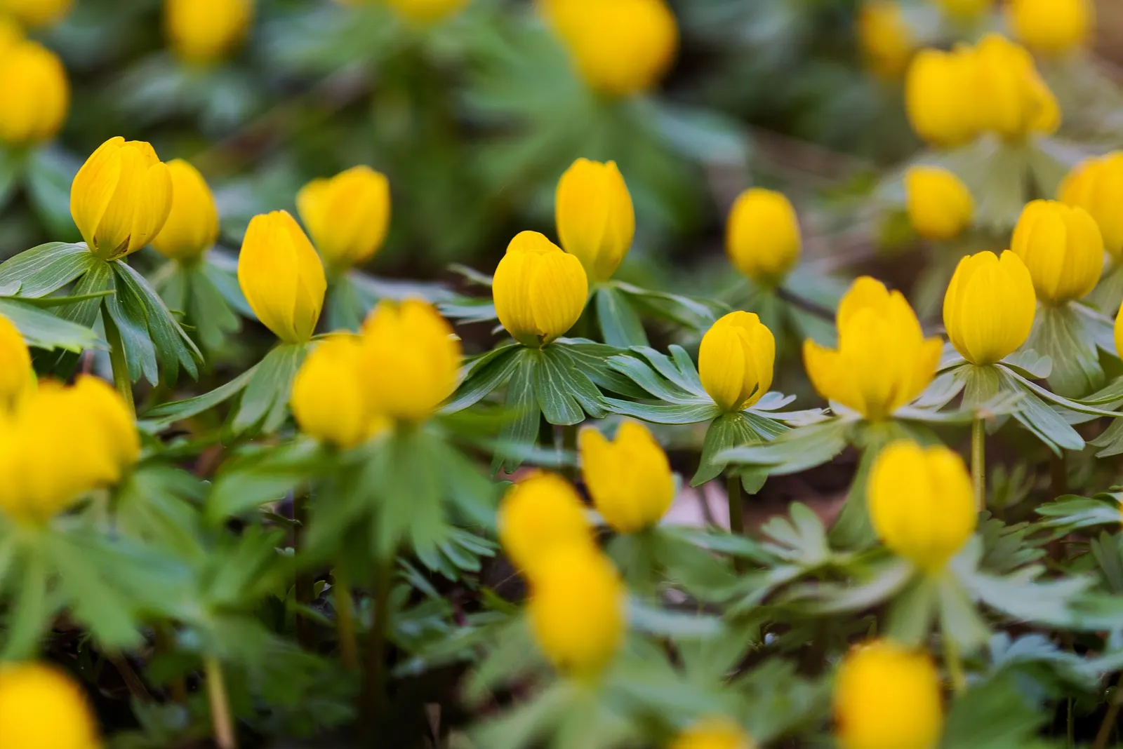 Winter Aconite (Eranthis Hyemalis) — This low-growing perennial reaches a modest height of just 3-4 inches and spreads 3 inches wide