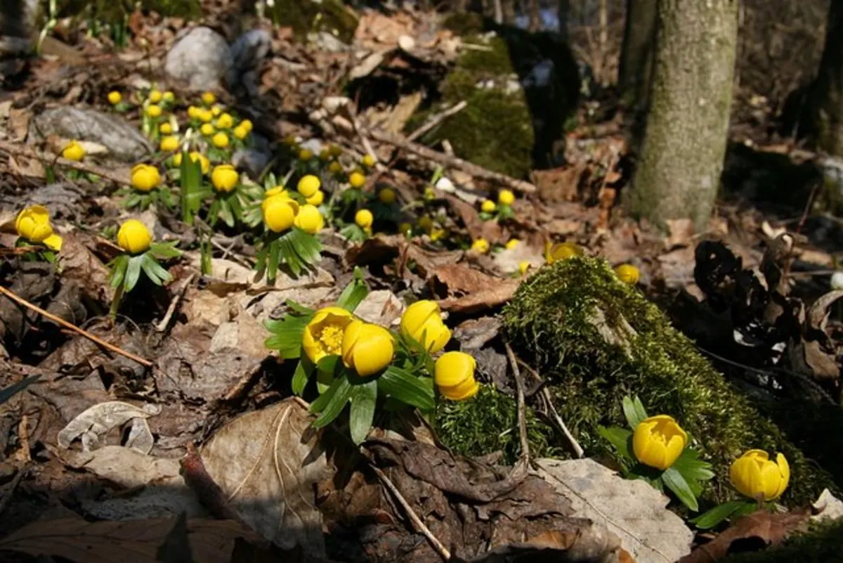 Winter Aconite (Eranthis Hyemalis) — perennial for full or half; proper care includes planting the tubers at a depth of 1 to 2 inches and watering, image 87