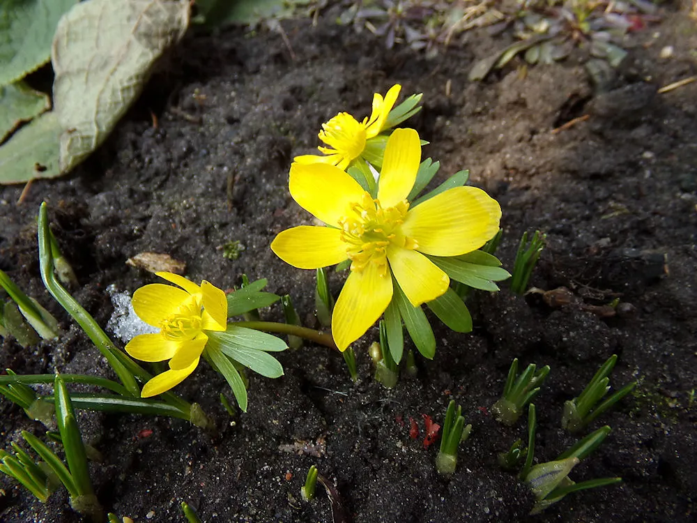 Winter Aconite (Eranthis Hyemalis) — with dark green leaves that develop fully after the flowers have started to wane
