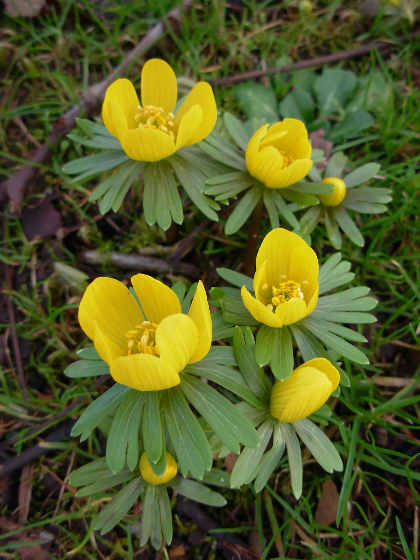 Winter Aconite (Eranthis Hyemalis) — preferring well-drained soil and partial to full shade; appreciated for its ability to infuse color into the, image 76