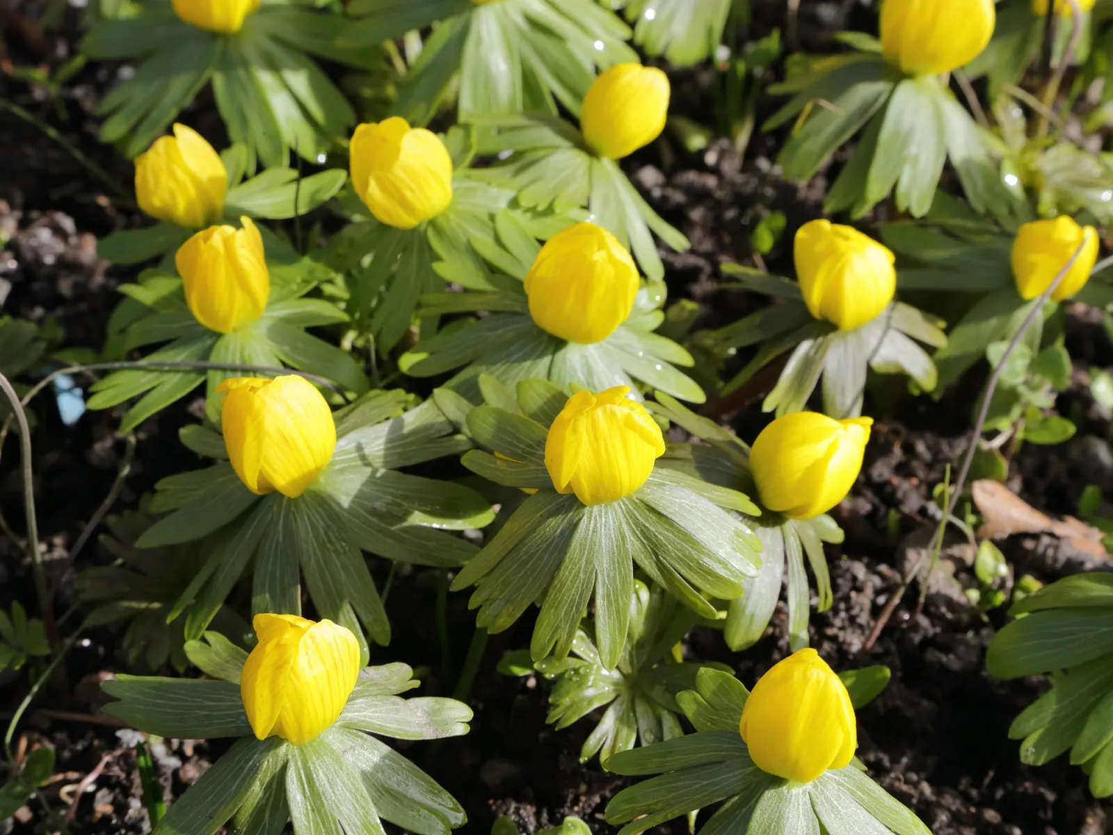Winter Aconite (Eranthis Hyemalis) — although it tolerates sunnier spots if the soil remains moist