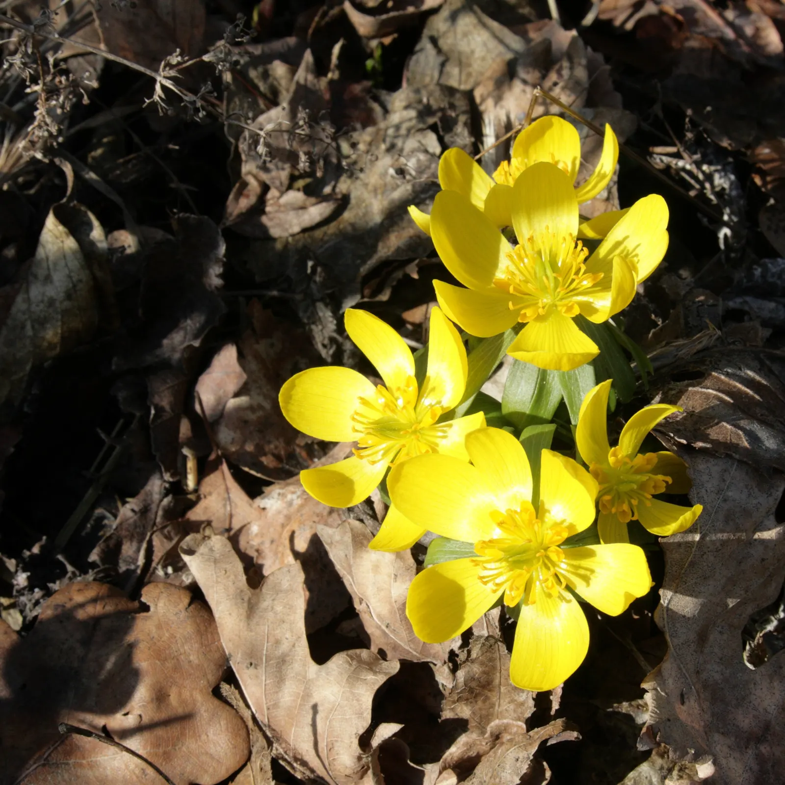 Winter Aconite (Eranthis Hyemalis) — although it tolerates sunnier spots if the soil remains moist; which makes it ideal for planting at the front, image 77