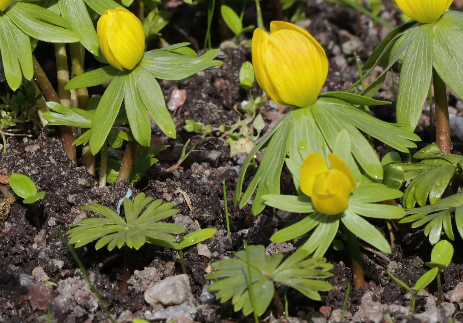 Winter Aconite (Eranthis Hyemalis) — Eranthis hyemalis is an excellent addition to a landscape; it is a superb choice for underplanting deciduous trees and