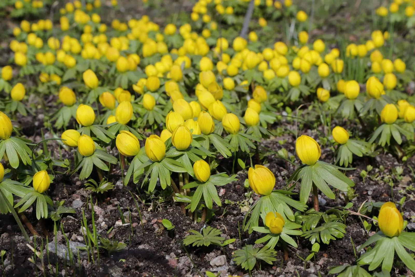 Winter Aconite (Eranthis Hyemalis) — Proper care includes planting the tubers at a depth of 1 to 2 inches and watering regularly during dry spells