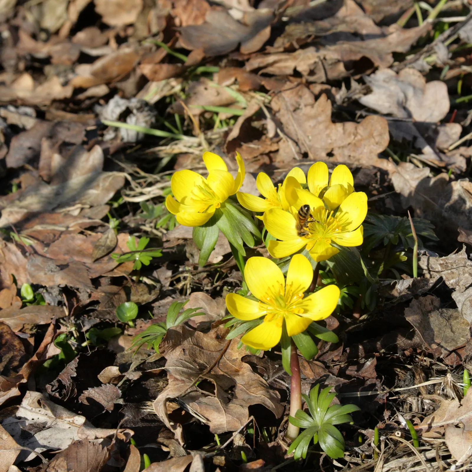 Winter Aconite (Eranthis Hyemalis) — buttercup-yellow flowers which are approximately 1 inch in diameter; this plant features bright, image 68