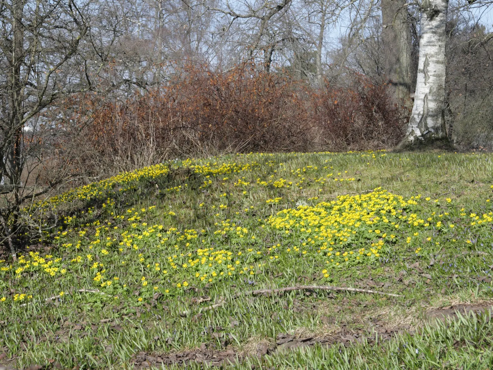 Winter Aconite (Eranthis Hyemalis) — appreciated for its ability to infuse color into the garden when most other plants remain dormant; the leaves, image 94
