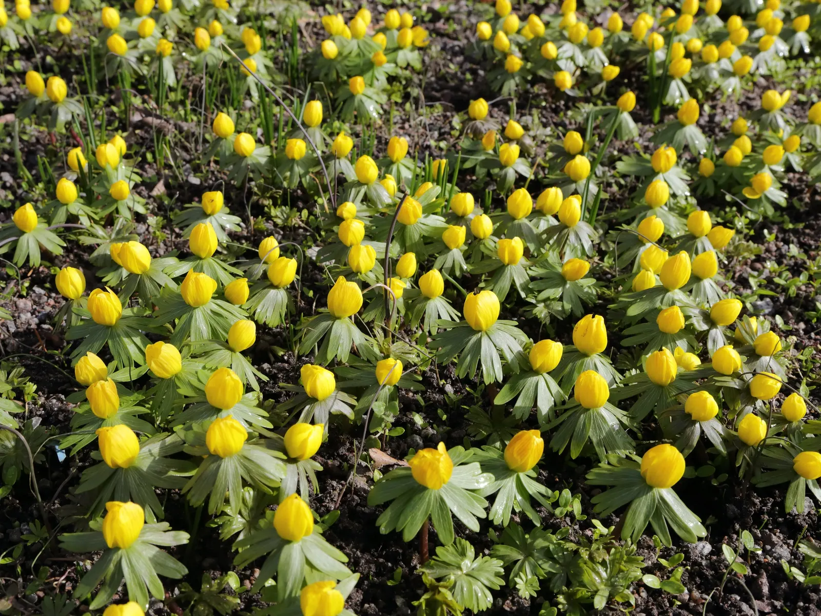 Winter Aconite (Eranthis Hyemalis) — which makes it ideal for planting at the front of borders or for naturalizing in woodland garden settings; typically