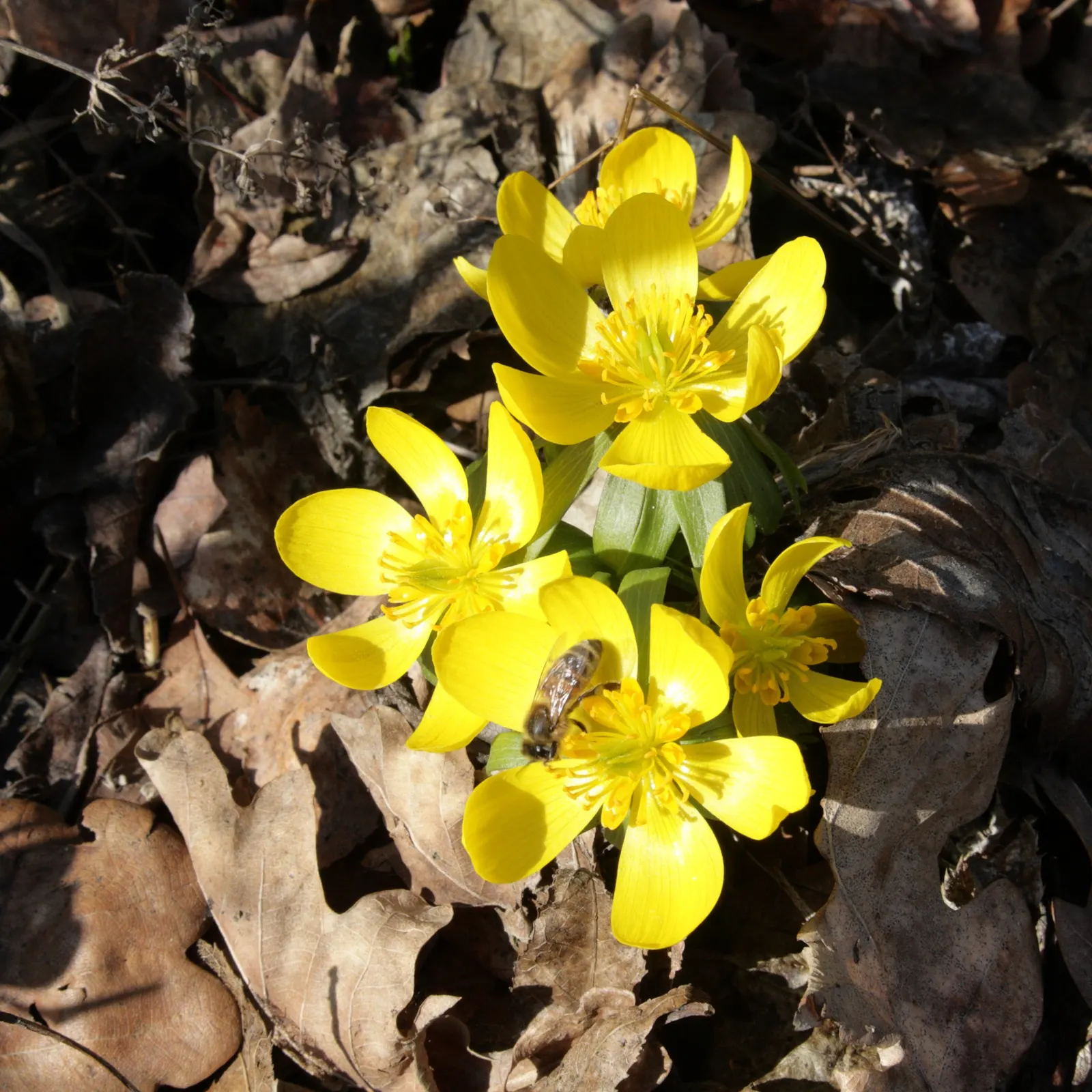 Winter Aconite (Eranthis Hyemalis) — typically in late winter to early spring; providing early pollen for bees and enhancing biodiversity in the, image 91