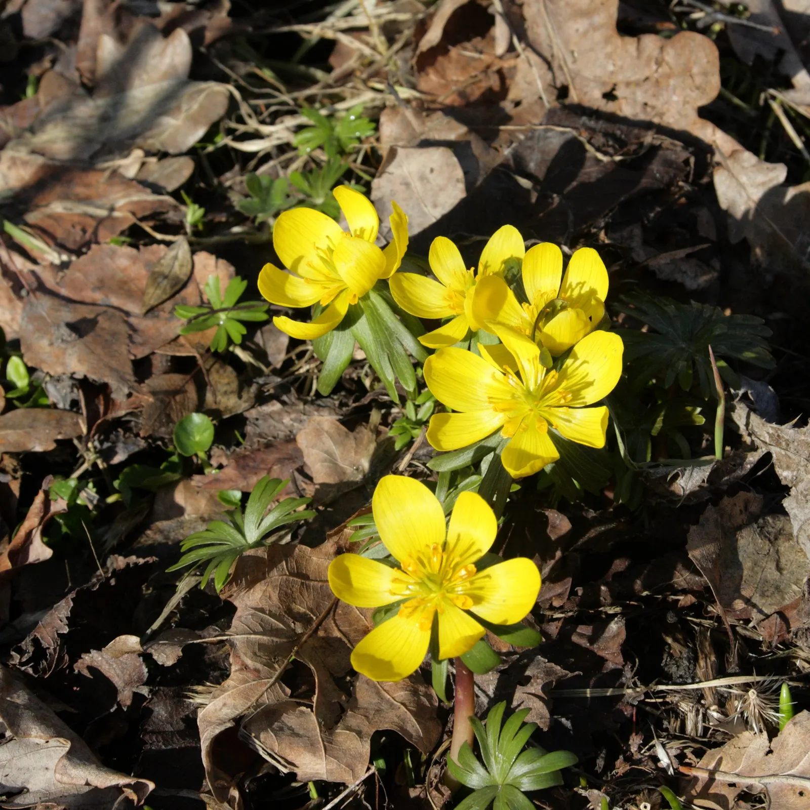 Winter Aconite (Eranthis Hyemalis) — typically in late winter to early spring; providing early pollen for bees and enhancing biodiversity in the garden