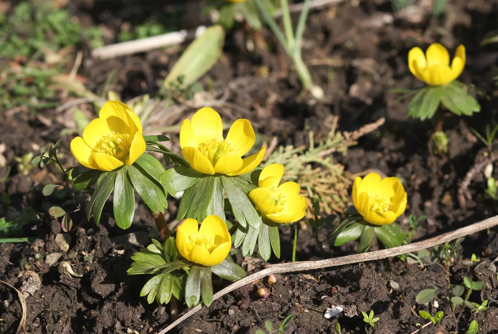 Winter Aconite (Eranthis Hyemalis) — appreciated for its ability to infuse color into the garden when most other plants remain dormant; the leaves are basal