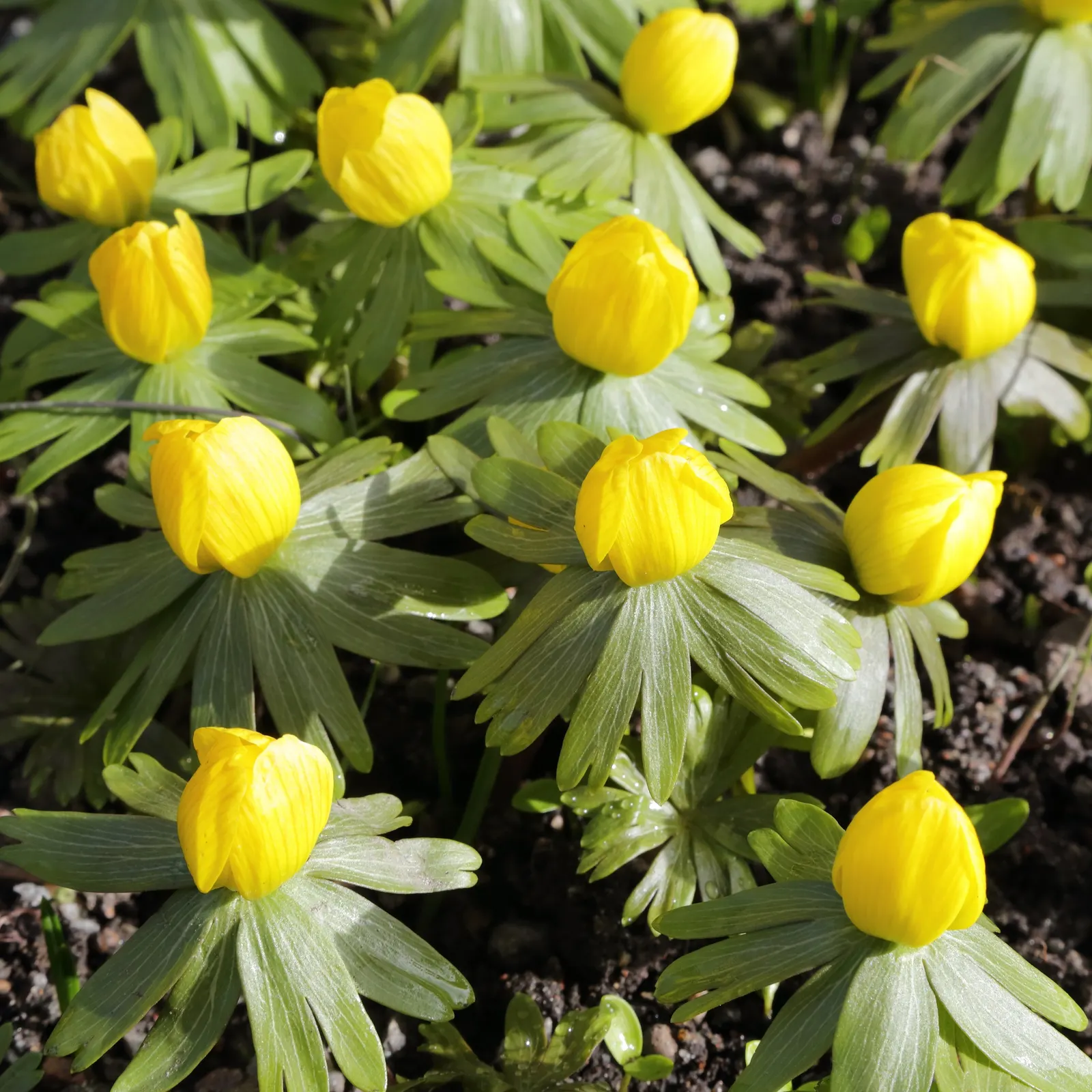 Winter Aconite (Eranthis Hyemalis) — Each bloom is cup-shaped and encircled by a green ruff of dissected bracts