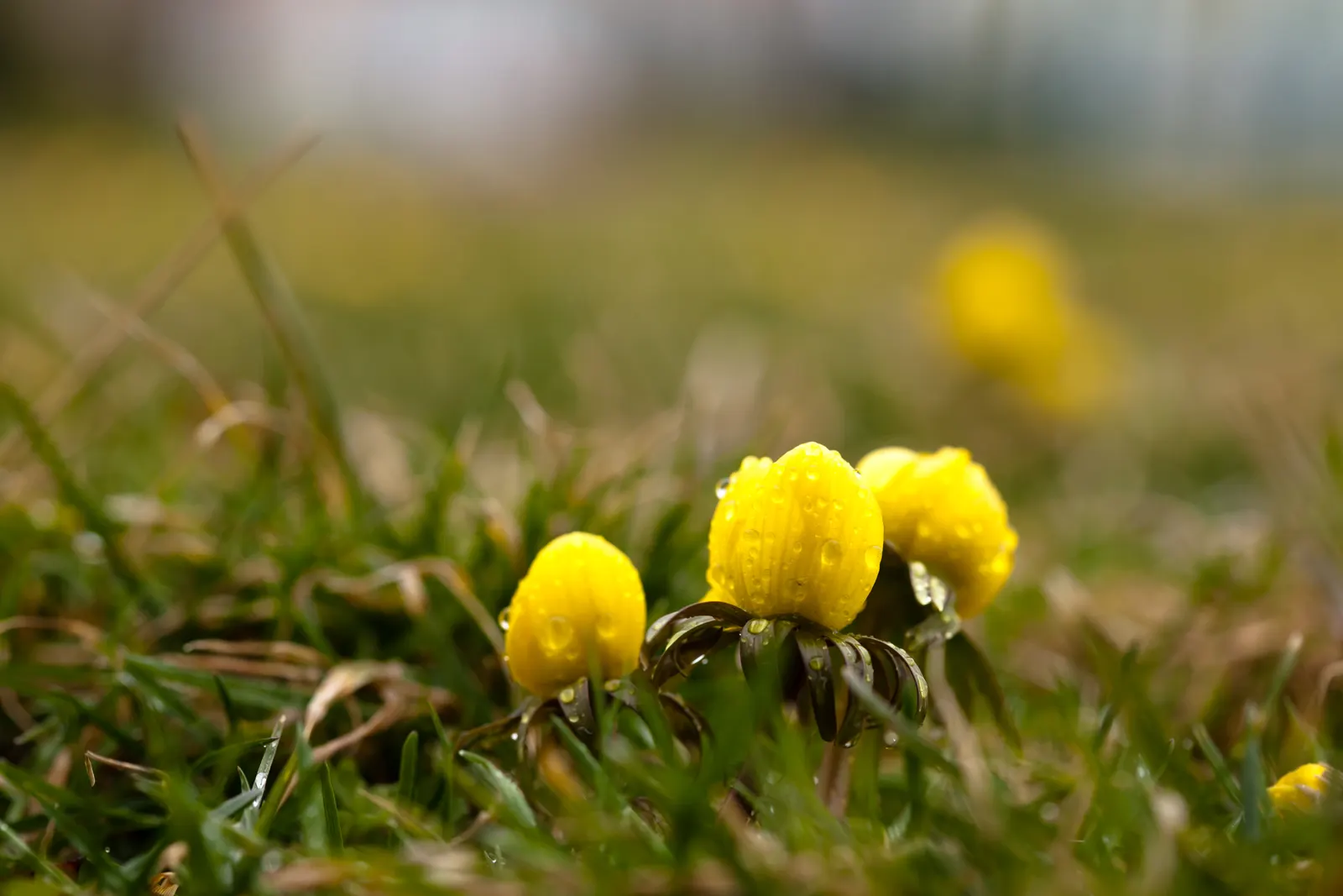Winter Aconite (Eranthis Hyemalis) — preferring well-drained soil and partial to full shade; appreciated for its ability to infuse color into the, image 134