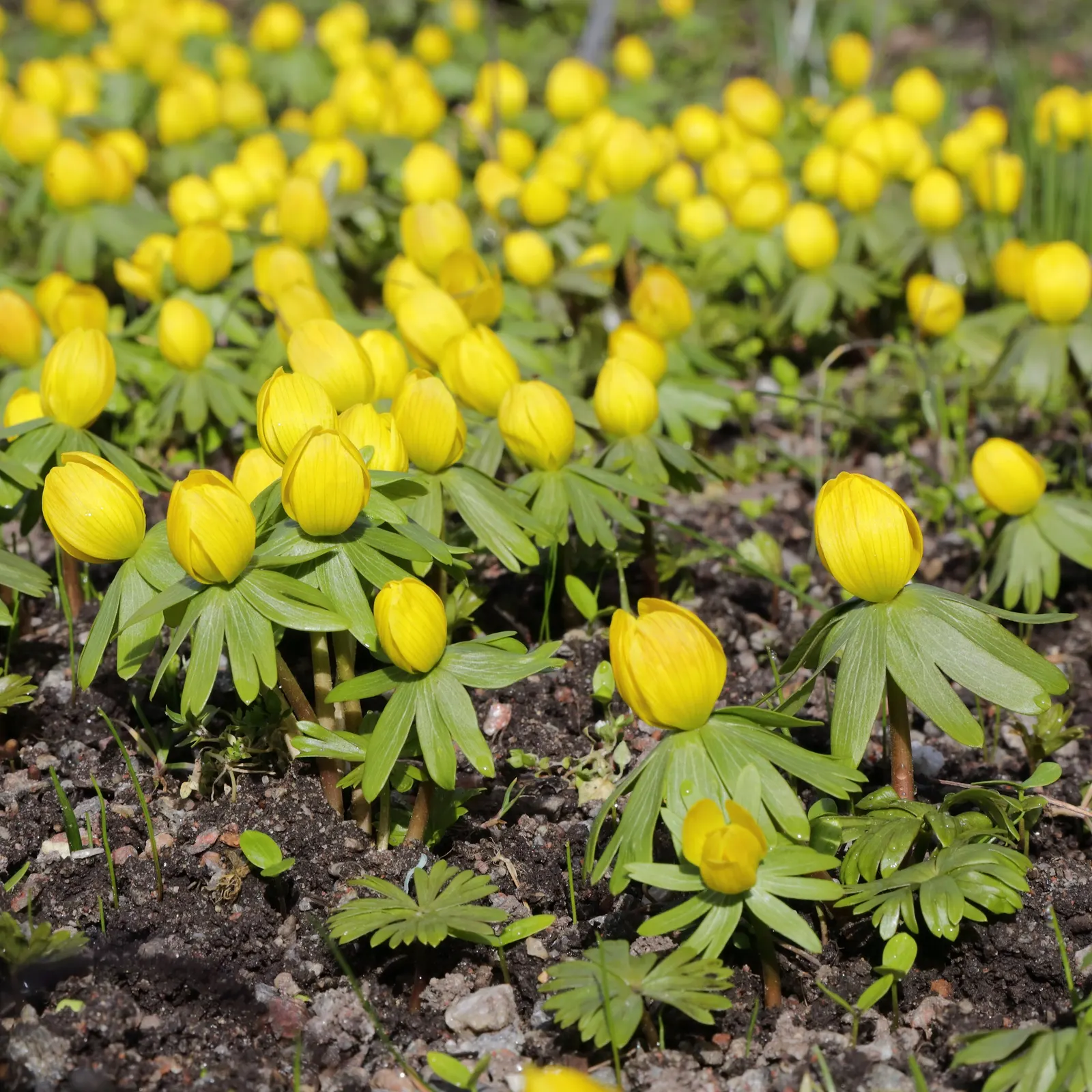Winter Aconite (Eranthis Hyemalis) — It thrives in USDA hardiness zones 4 through 9, preferring partial shade and well-drained soil