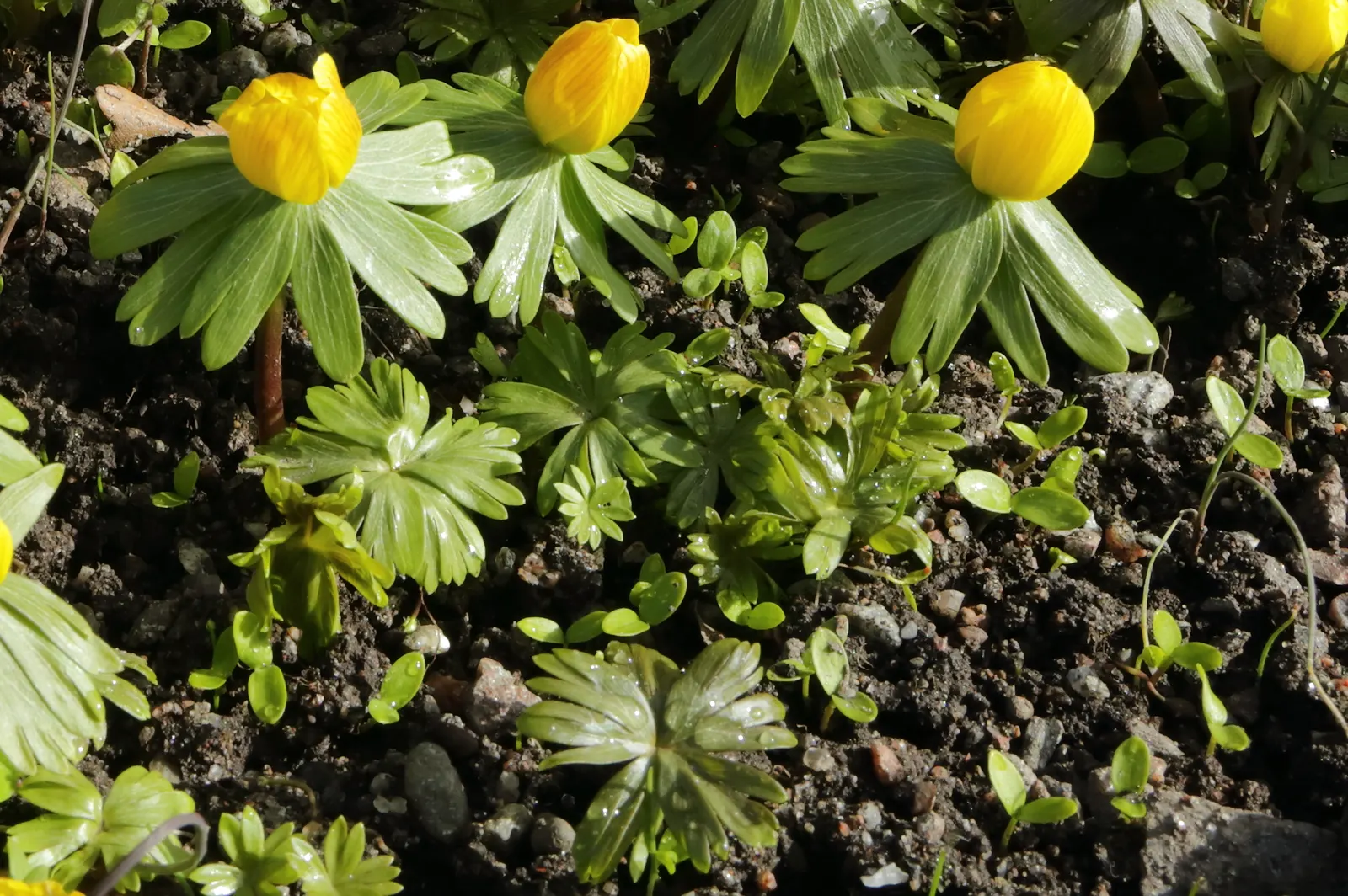 Winter Aconite (Eranthis Hyemalis) — The leaves are basal and divided into lobed segments; perennial for full or half, image 133