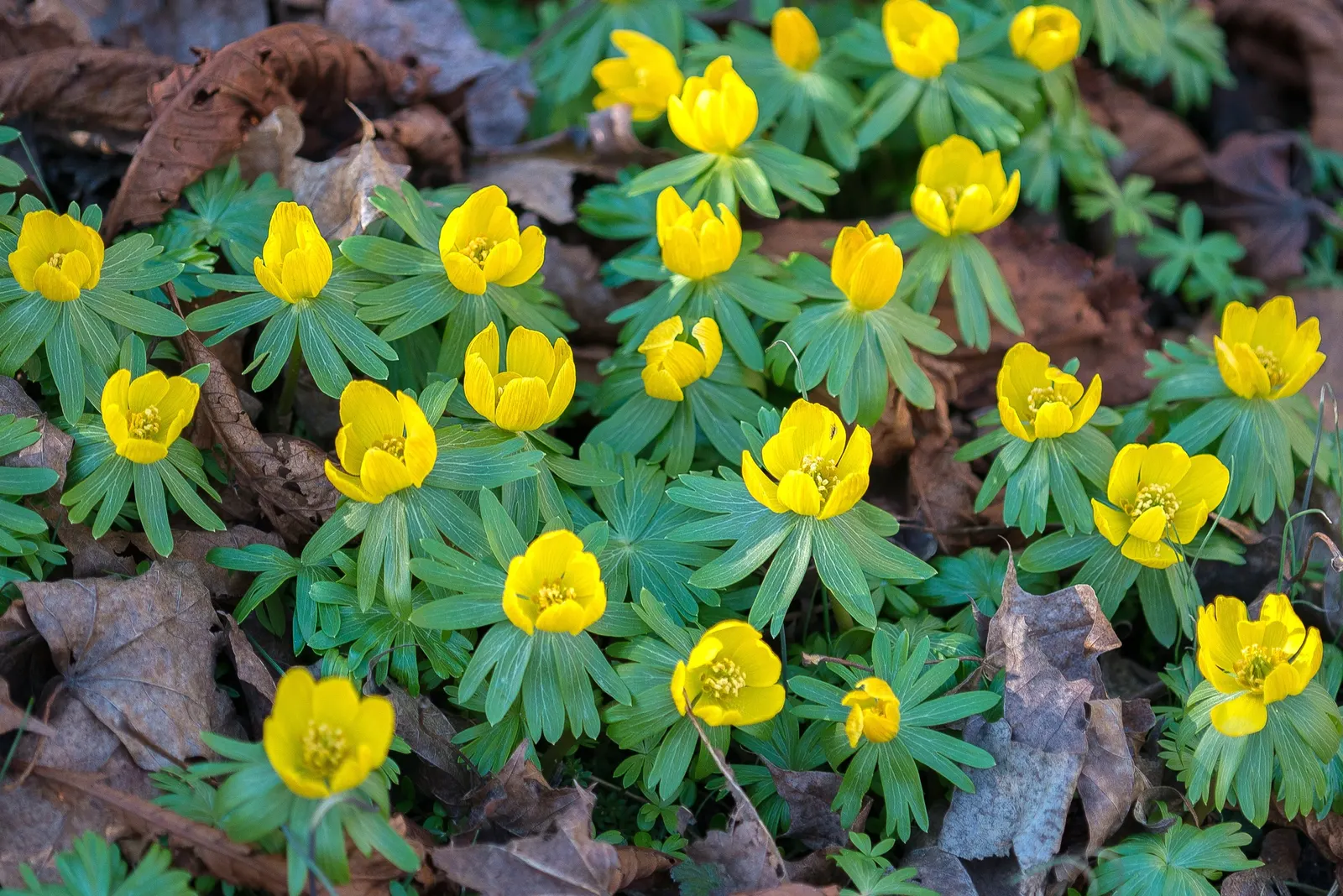 Winter Aconite (Eranthis Hyemalis) — makes it an excellent choice for underplanting deciduous trees and naturalizing in woodland gardens; it, image 63