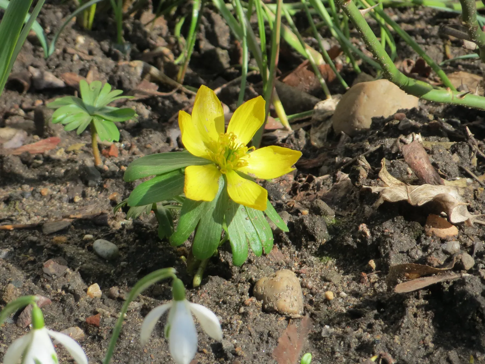 Winter Aconite (Eranthis Hyemalis) — reaching just 3 to 4 inches in height; eranthis hyemalis, commonly known as Winter Aconite, heralds spring, image 71