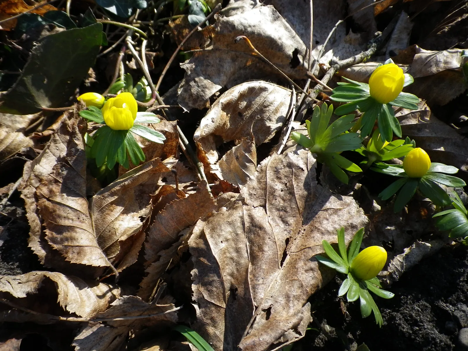 Winter Aconite (Eranthis Hyemalis) — buttercup-yellow flowers which are approximately 1 inch in diameter; this plant features bright