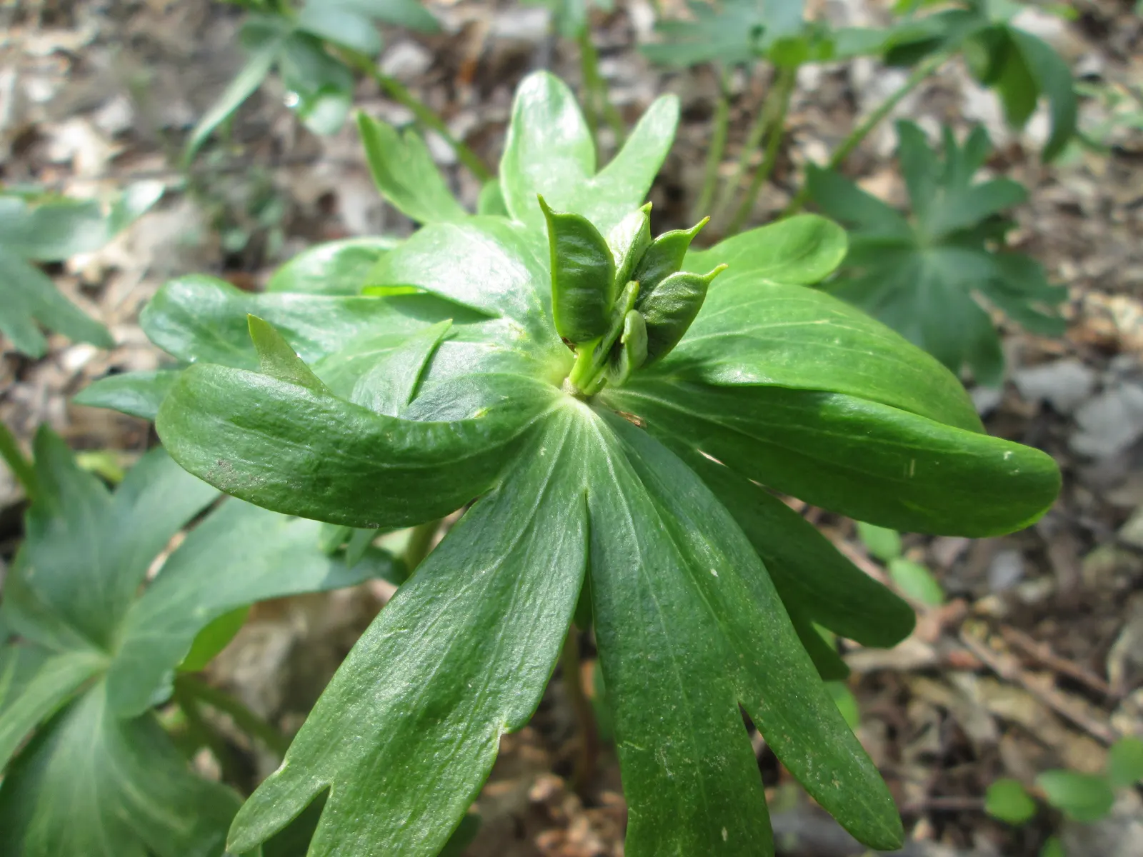 Winter Aconite (Eranthis Hyemalis) — This low-growing perennial reaches a modest height of just 3-4 inches and spreads 3 inches wide; each bloom is cup-shaped