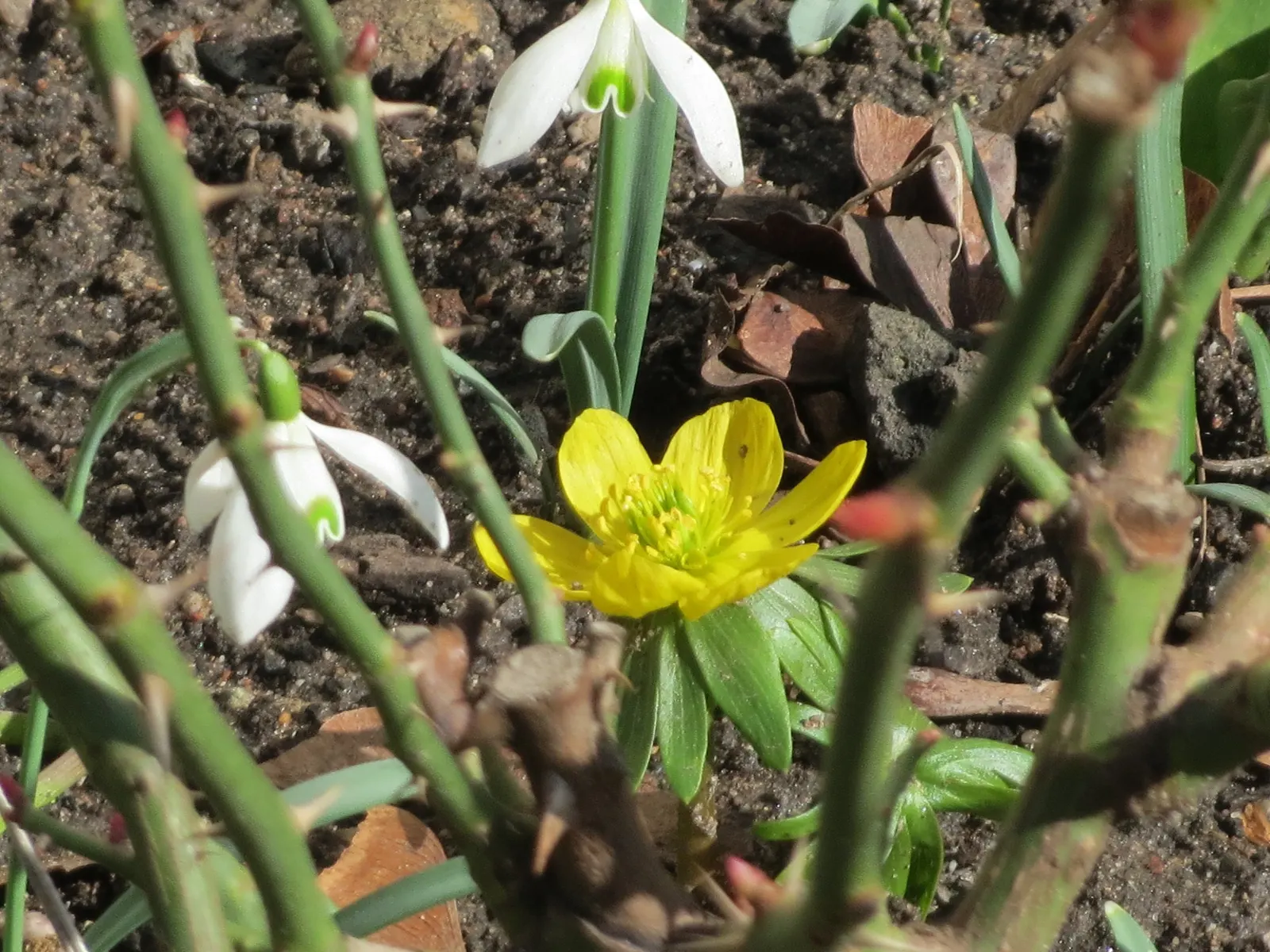 Winter Aconite (Eranthis Hyemalis) — perennial with yellow blooms; although it tolerates sunnier spots if the soil remains moist, image 86