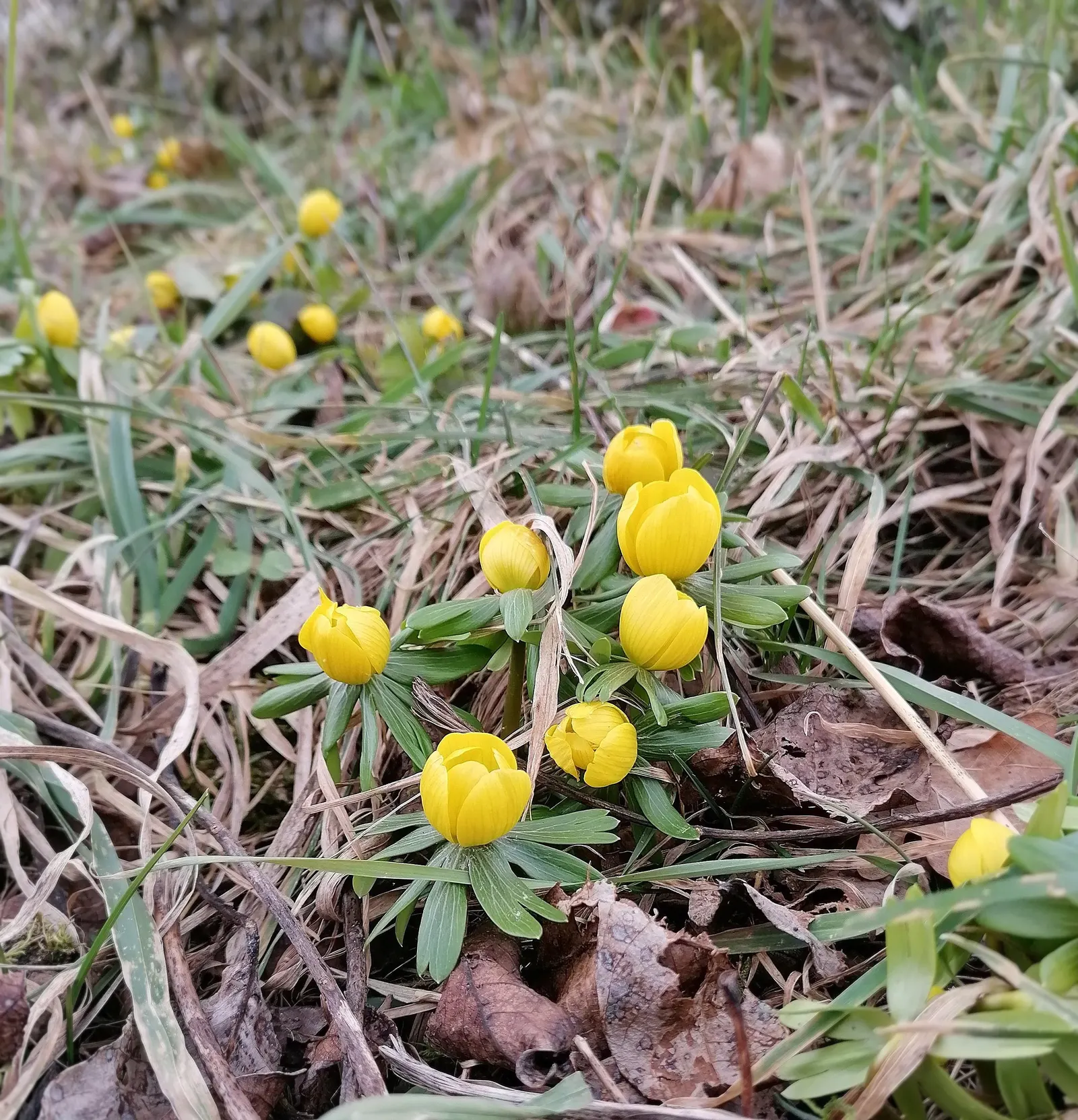 Winter Aconite (Eranthis Hyemalis) — Winter Aconite (Eranthis hyemalis) is a charming and vivacious early-spring bloomer; buttercup-yellow flowers, image 93