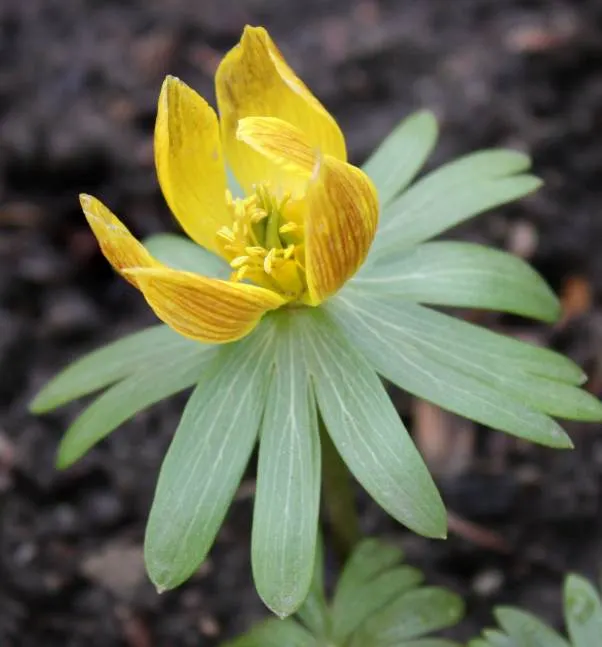 Winter Aconite (Eranthis Hyemalis) — Winter Aconite (Eranthis hyemalis) is a charming and vivacious early-spring bloomer; buttercup-yellow flowers which are