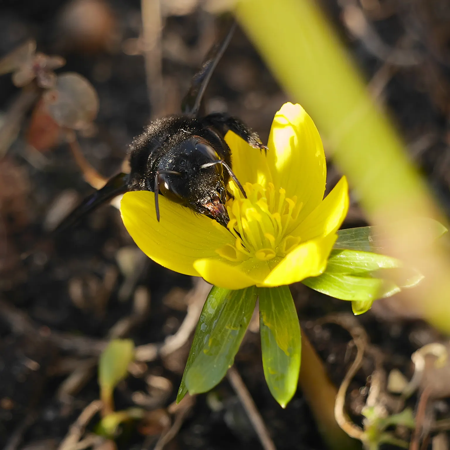 Winter Aconite (Eranthis Hyemalis) — reaching just 3 to 4 inches in height