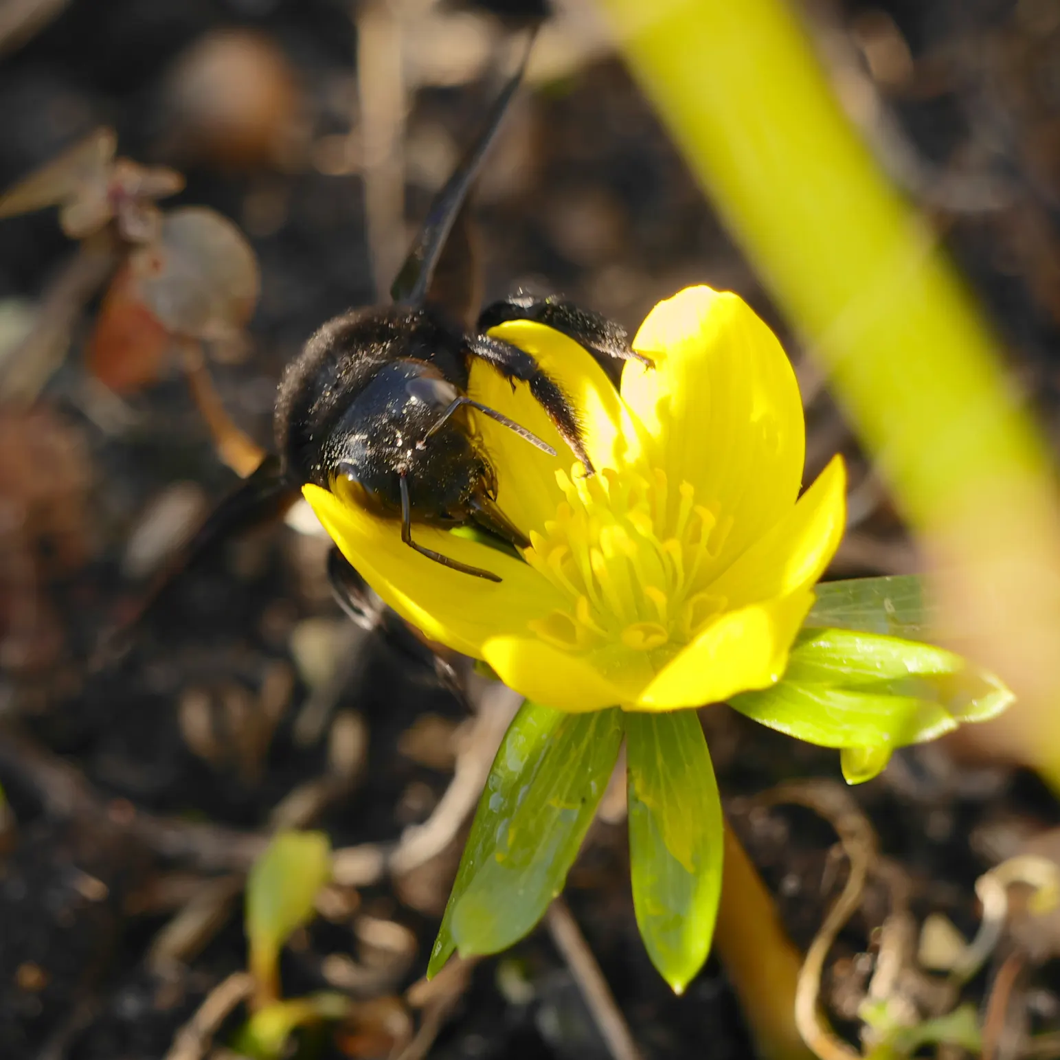 Winter Aconite (Eranthis Hyemalis) — Eranthis hyemalis is an excellent addition to a landscape