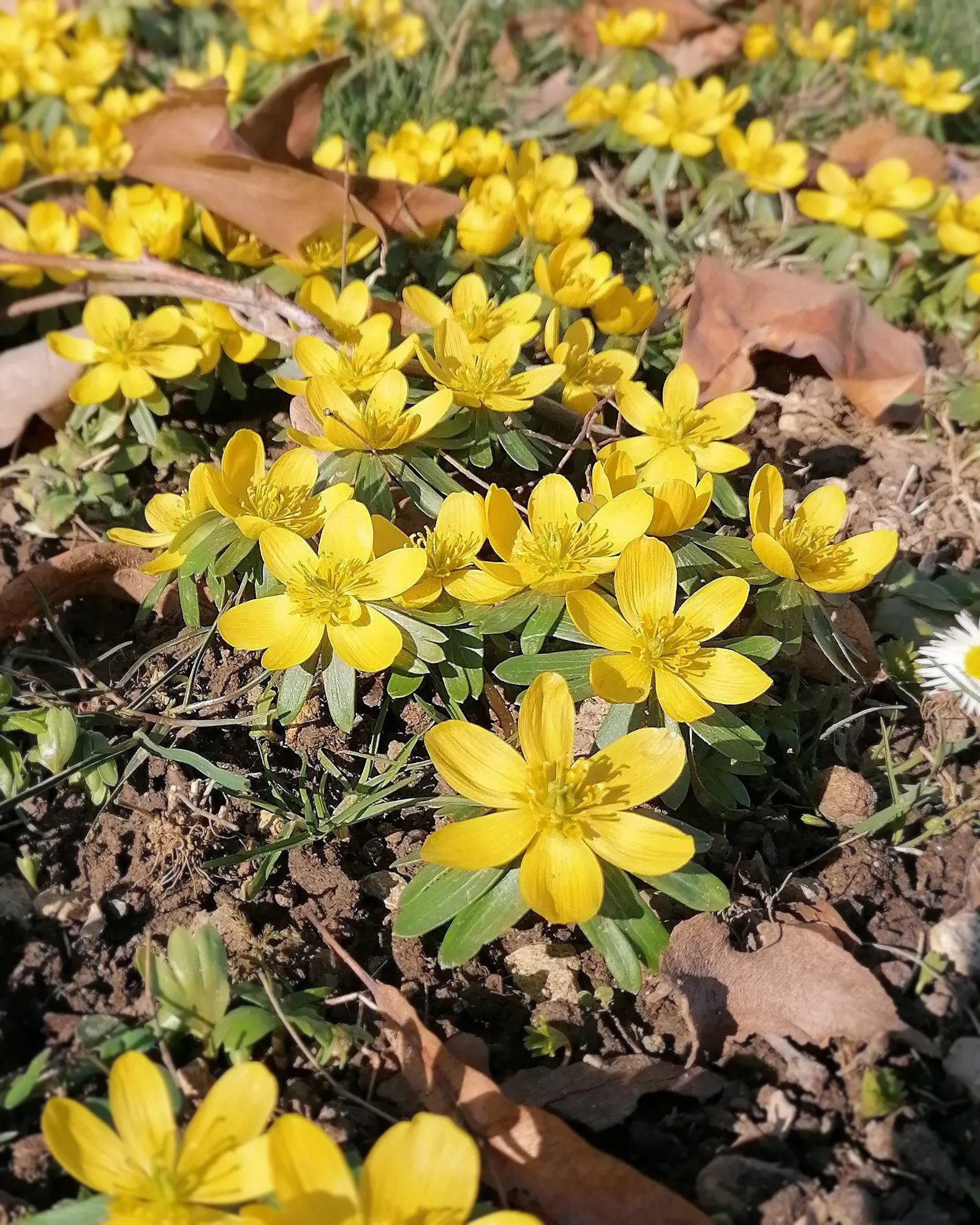 Winter Aconite (Eranthis Hyemalis) — It thrives in USDA hardiness zones 4 through 9, preferring partial shade and well-drained soil; preferring, image 90