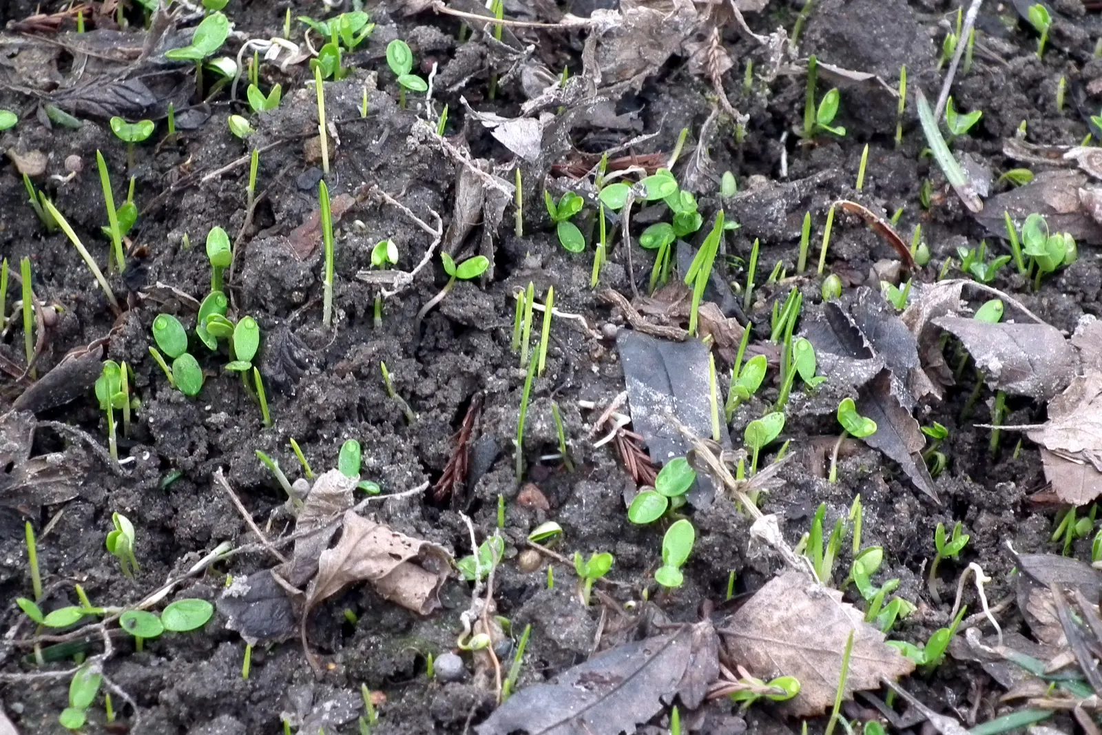 Winter Aconite (Eranthis Hyemalis) — It is a superb choice for underplanting deciduous trees and shrubs