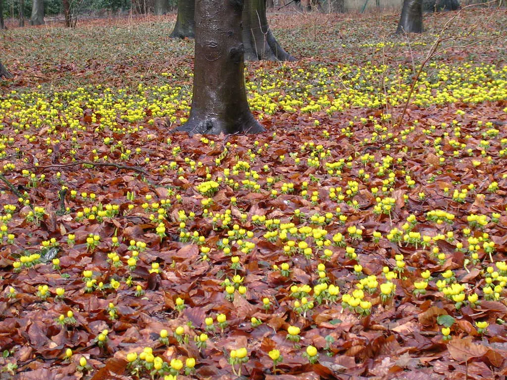 Winter Aconite (Eranthis Hyemalis) — This low-growing perennial reaches a modest height of just 3-4 inches and spreads 3 inches wide; each bloom is, image 118