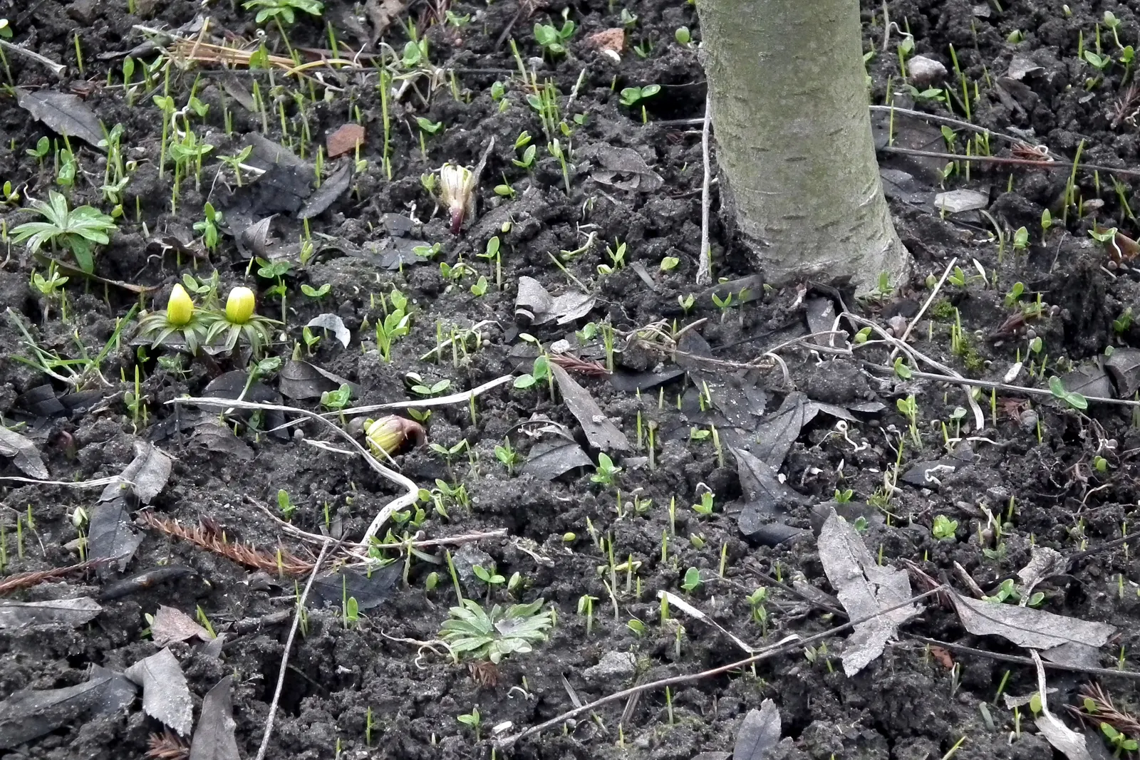 Winter Aconite (Eranthis Hyemalis) — The leaves are basal and divided into lobed segments