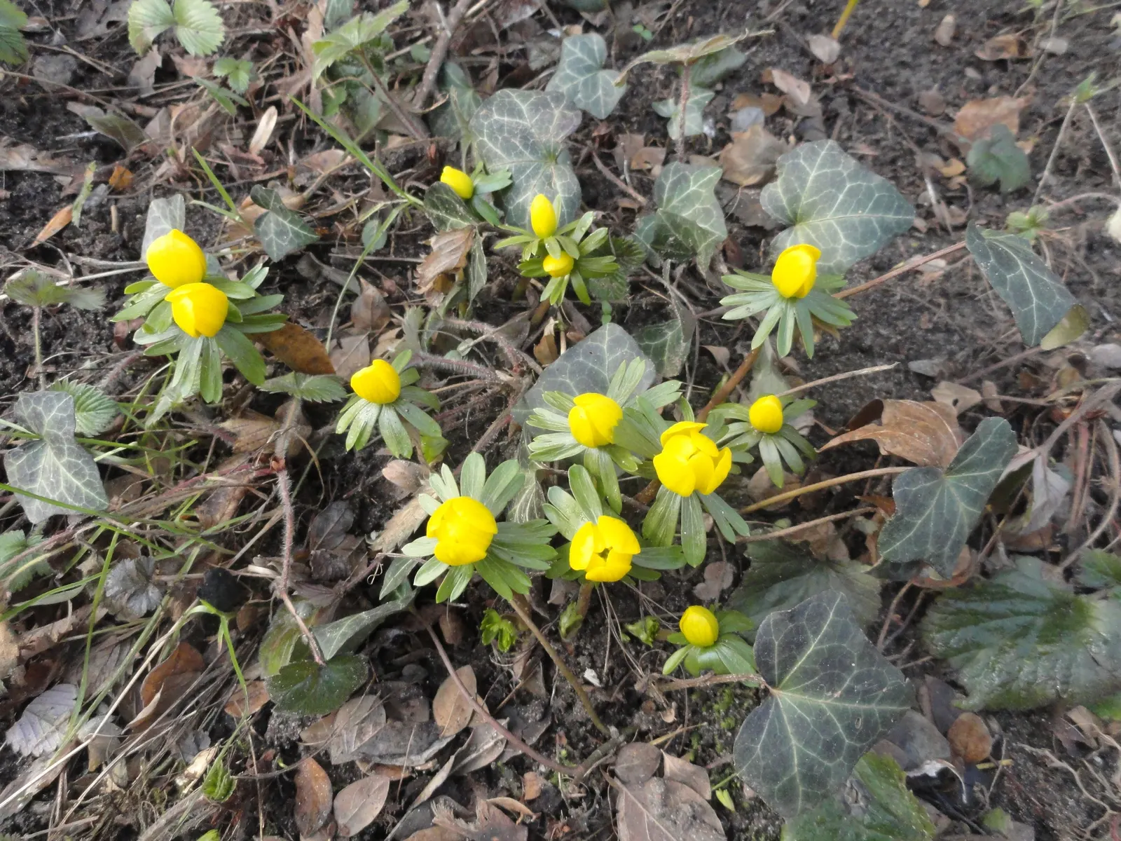 Winter Aconite (Eranthis Hyemalis) — with dark green leaves that develop fully after the flowers have started to wane; bulbs should be spaced 3, image 74