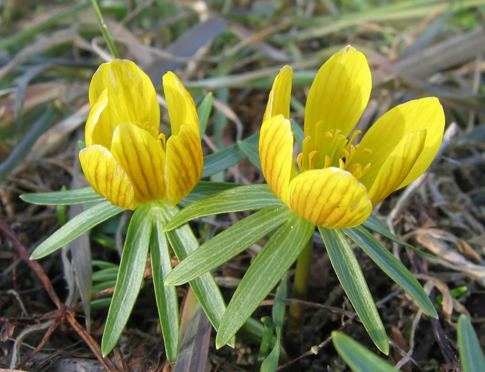 Winter Aconite (Eranthis Hyemalis) — Each bloom is cup-shaped and encircled by a green ruff of dissected bracts; with dark green leaves that, image 127