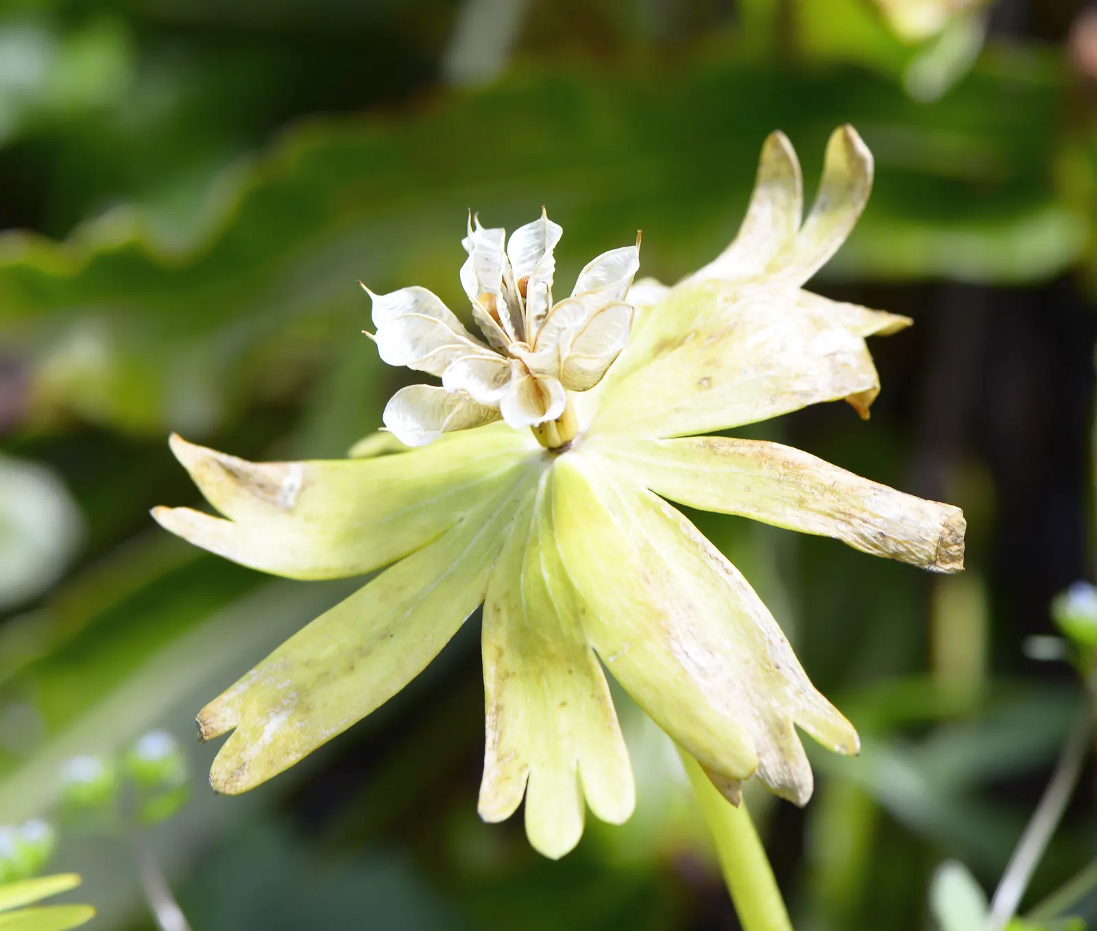 Winter Aconite (Eranthis Hyemalis) — preferring well-drained soil and partial to full shade; appreciated for its ability to infuse color into the, image 105
