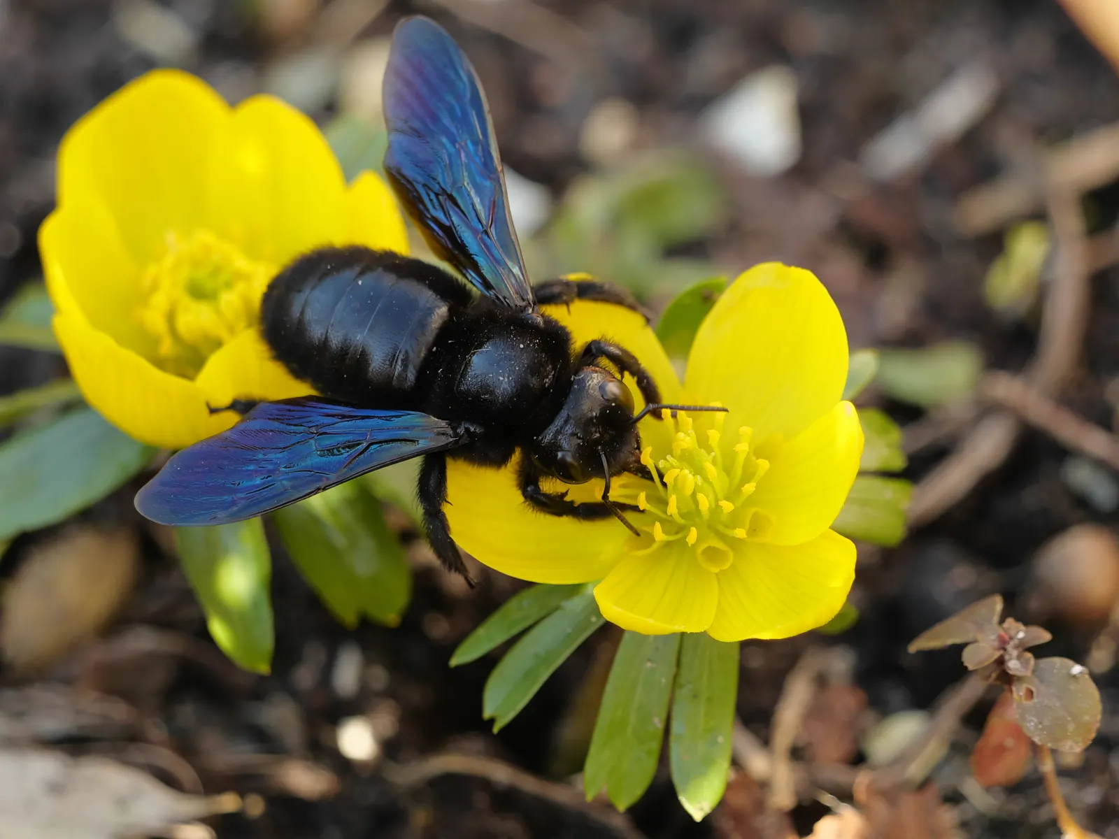 Winter Aconite (Eranthis Hyemalis) — although it tolerates sunnier spots if the soil remains moist; which makes it ideal for planting at the front, image 135