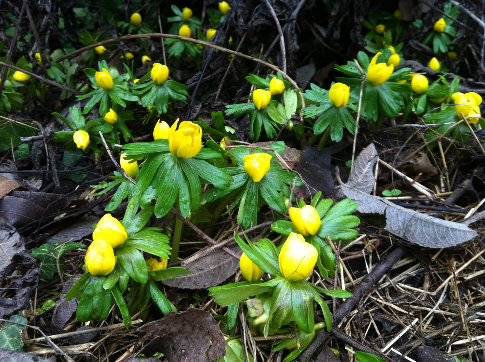 Winter Aconite (Eranthis Hyemalis) — Its foliage is equally petite, image 102