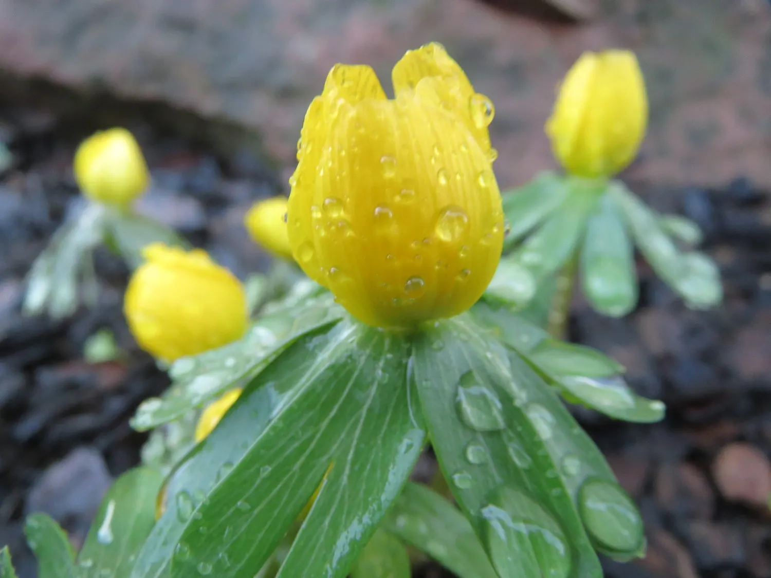 Winter Aconite (Eranthis Hyemalis) — makes it an excellent choice for underplanting deciduous trees and naturalizing in woodland gardens; it, image 92